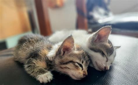 Two Cute Kittens Sleeping On A Black Chair Stock Photo Image Of