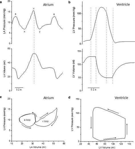 Left Atrial And Left Ventricular Pressure And Volume Changes During The