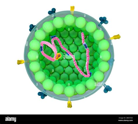 Measles Virus Illustration Hi Res Stock Photography And Images Alamy