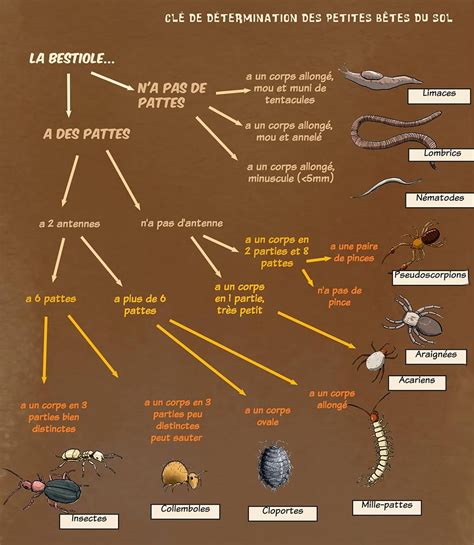 Cl De Determination Des Petites B Tes De Sol Alternative Education