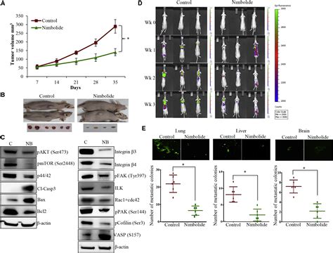 Involvement Of Actin Cytoskeletal Modifications In The Inhibition Of