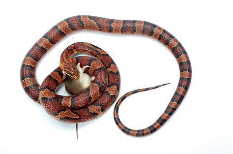 Corn Snake Pantherophis Guttatus Photograph By Aaron Ansarov Pixels