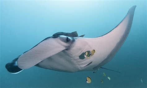 World's largest oceanic manta ray population — Manta Trust