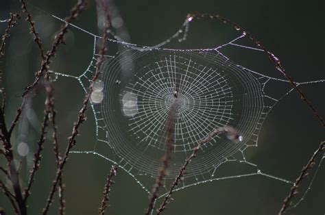 spider web close up by moka-asaki on DeviantArt