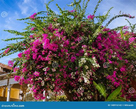 Arbusto Enorme De Umas Flores Brancas E Cor De Rosa Da Buganv Lia Foto