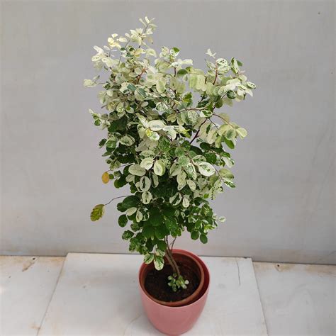 Snow Bush (Breynia Disticha) - NurseryBuy