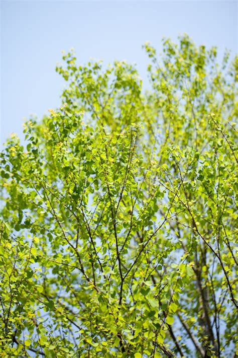 Green Leaves And Blue Sky Summer Stock Image Image Of Blue Branch