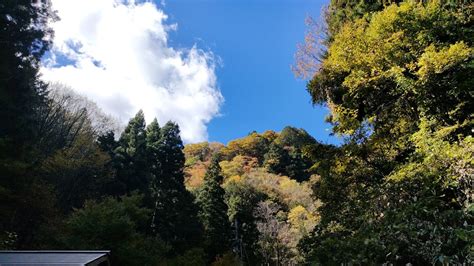 紅葉ドライブは 白鳥から福井大野勝山 りぼーん逆襲のすぎちゃんw