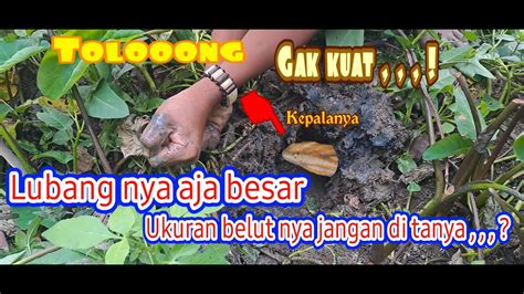 Mancing Belut Sebesar Gaban Tarikan Nya Sangat Kuat Sekali