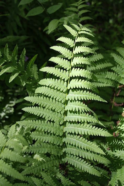 Minnesota Seasons Interrupted Fern