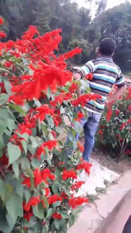 Kodaikanal Garden Beaytiful Shorts Fun YouTube