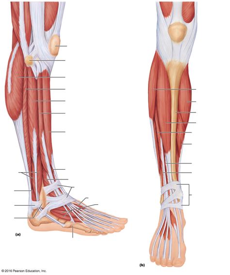 Anterolateral Muscles Of The Leg Diagram Quizlet