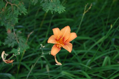 Space invaders - Prince Albert Daily Herald