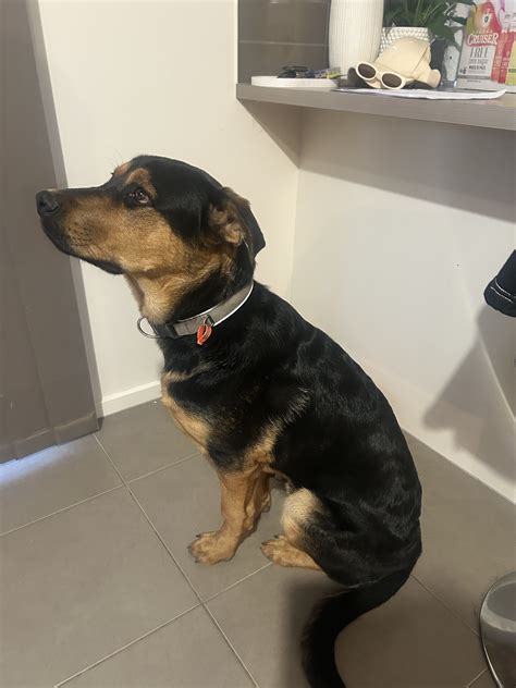 Rottweiler - Rochester - PetsForHomes