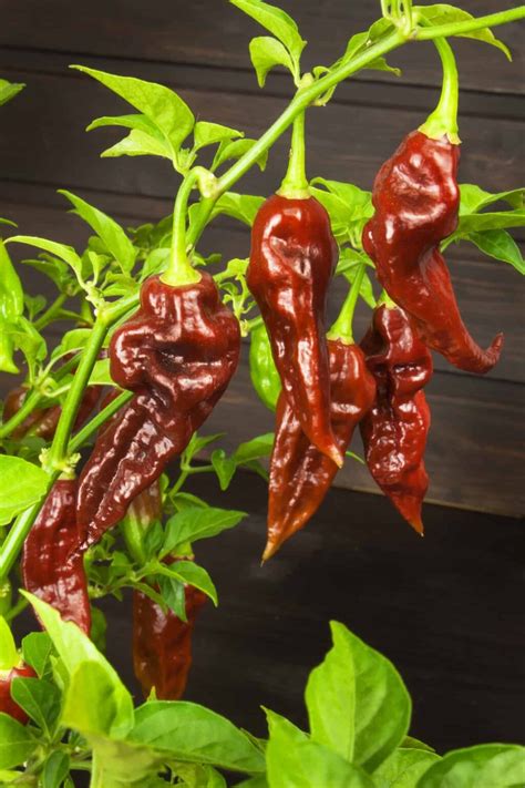 Ghost Pepper Plant Scoville, Colors And [Updated] Grow Guide