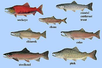 SALMON FISH: LIVE CYCLE OF SALMON FISH AND SPECIES SALMON