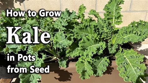 How To Grow Kale From Seed In Containers And Grow Bags Easy Planting Guide Youtube