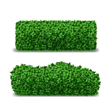 Premium Vector Realistic Detailed 3d Green Hedges Set Closeup View