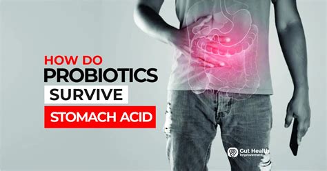 How Do Probiotics Survive Stomach Acid