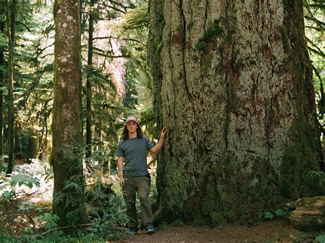 A Day In The Life A Big Tree Hunter The Tyee