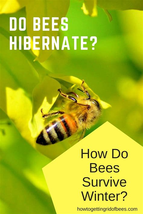 Bees In Winter Do Bees Hibernate Bee Bee Keeping Hibernation