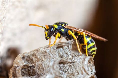 Your Ultimate Guide On How To Kill Wasps In Your Home Vancouver Wa Pest Control Natura Pest