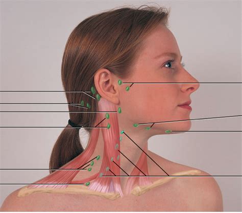 Lymph Node Diagram Neck