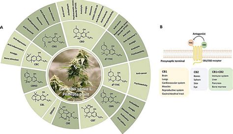 A Glance At The Past Civilizations Using Sativa