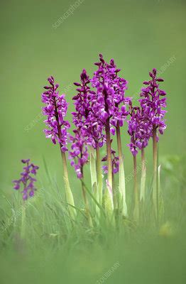 Early Purple Orchids Orchis Mascula Stock Image B535 1006