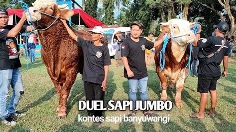 Duel Sapi Jumbo Di Kontes Banyuwangi Youtube