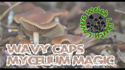 Wavy Caps Mycelium Magic Psilocybe Cyanescens Youtube