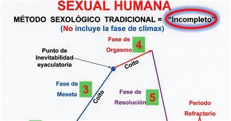 Fases De La Respuesta Sexual Humana Científica Sexualidad De La Nueva Era