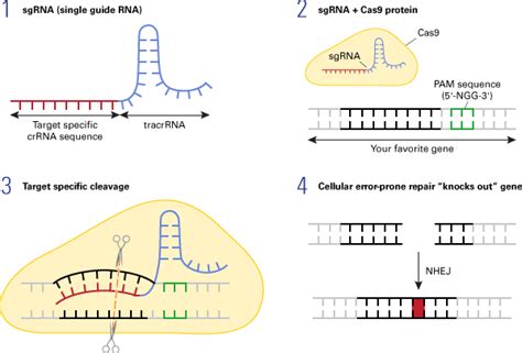 Crispr Cas9 Diagram