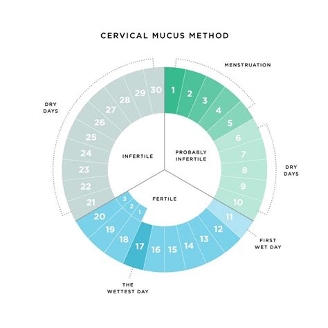 Cervical Mucus Fertility Chart