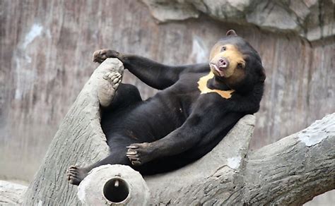 What Are The Differences Between The Sloth Bear Asian Black Bear And