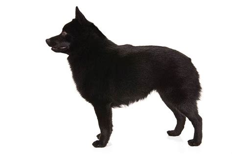 Schipperke Dog Breed Information