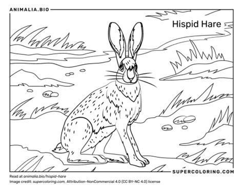 Hispid Hare - Facts, Diet, Habitat & Pictures on Animalia.bio