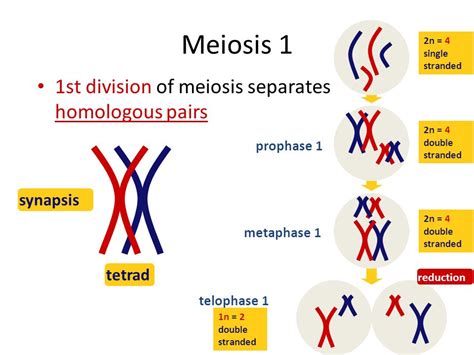 2n 6 Meiosis Diagram