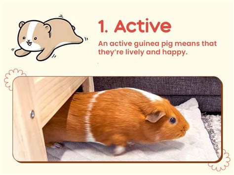 4 Signs Your Guinea Pig Is Happy 2023 Update Guineadad