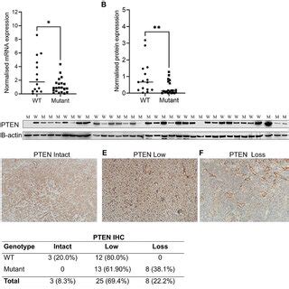 Effects Of Pten Genotypes On Cgas Sting Pathway A Mrna Expression