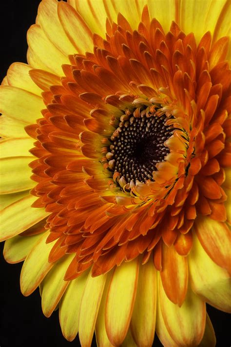 Yellow Red Gerbera Germini Photograph By Garry Gay Fine Art America