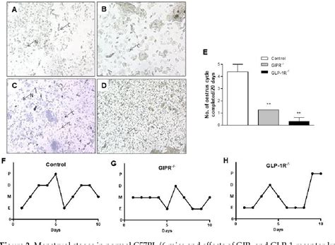 Figure 3 From Evidence For Involvement Of Gip And Glp 1 Receptors And