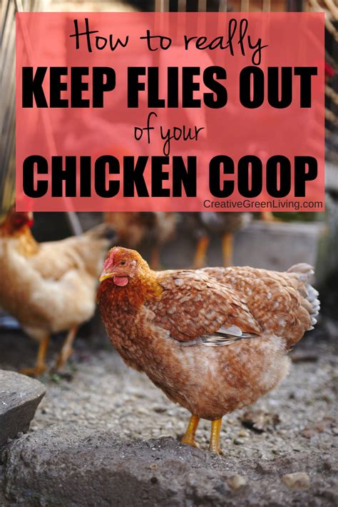 How To Control Flies In My Chicken Coop MahCoop