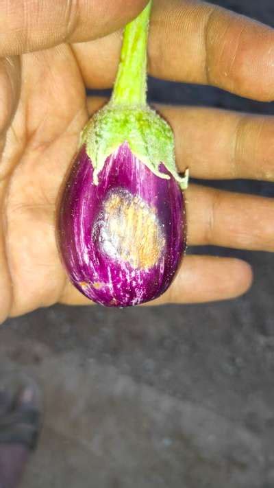 Problems With The Brinjal Community Plantix