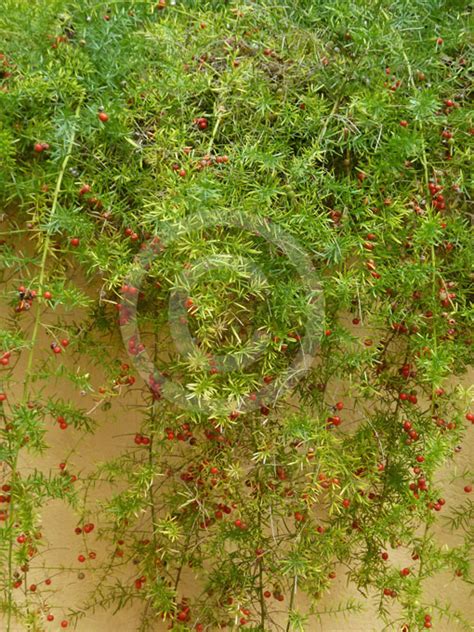 Asparagus Aethiopicus Sprengeri Group Ground Asparagus Fern Emerald