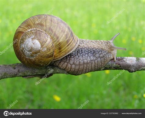 Garden Snail Natural Habitat Stock Photo by ©PantherMediaSeller 337763982