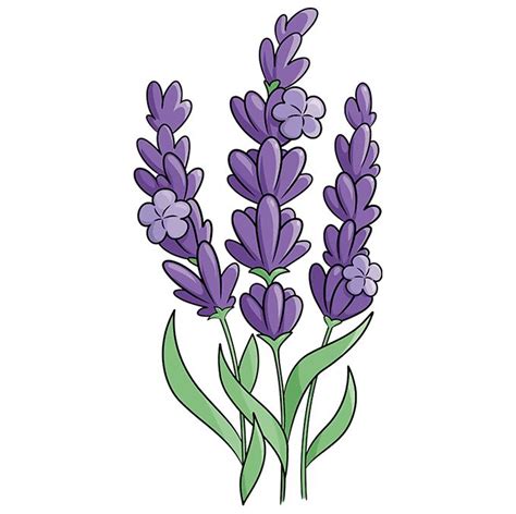 Lavender Cooperative Flower Drawing Plant Drawing Flower Sketches