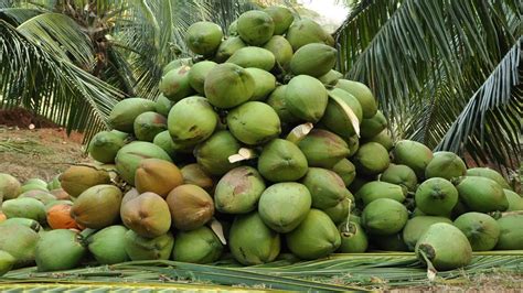 Coconut Farming Has Good Investment Returns