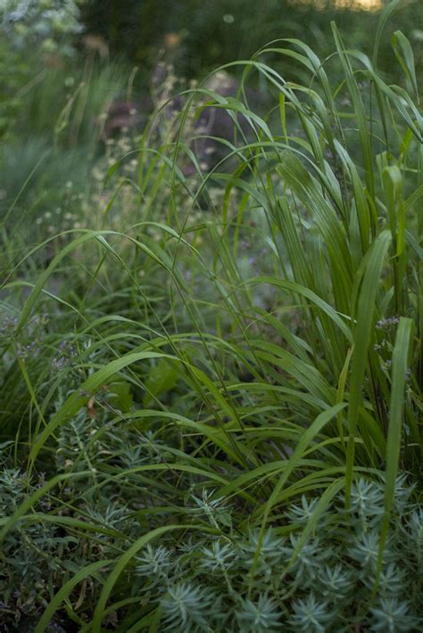 Calamagrostis Mona 1 Scott Weber Flickr