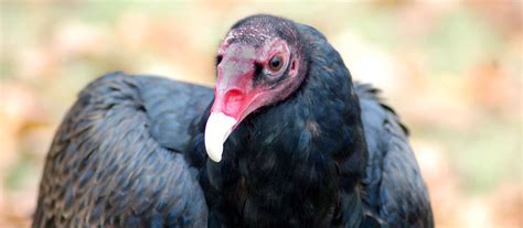 Celebrating the Life of Turkey Vulture Baby | Louisville Zoo